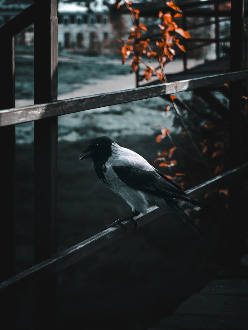 까마귀