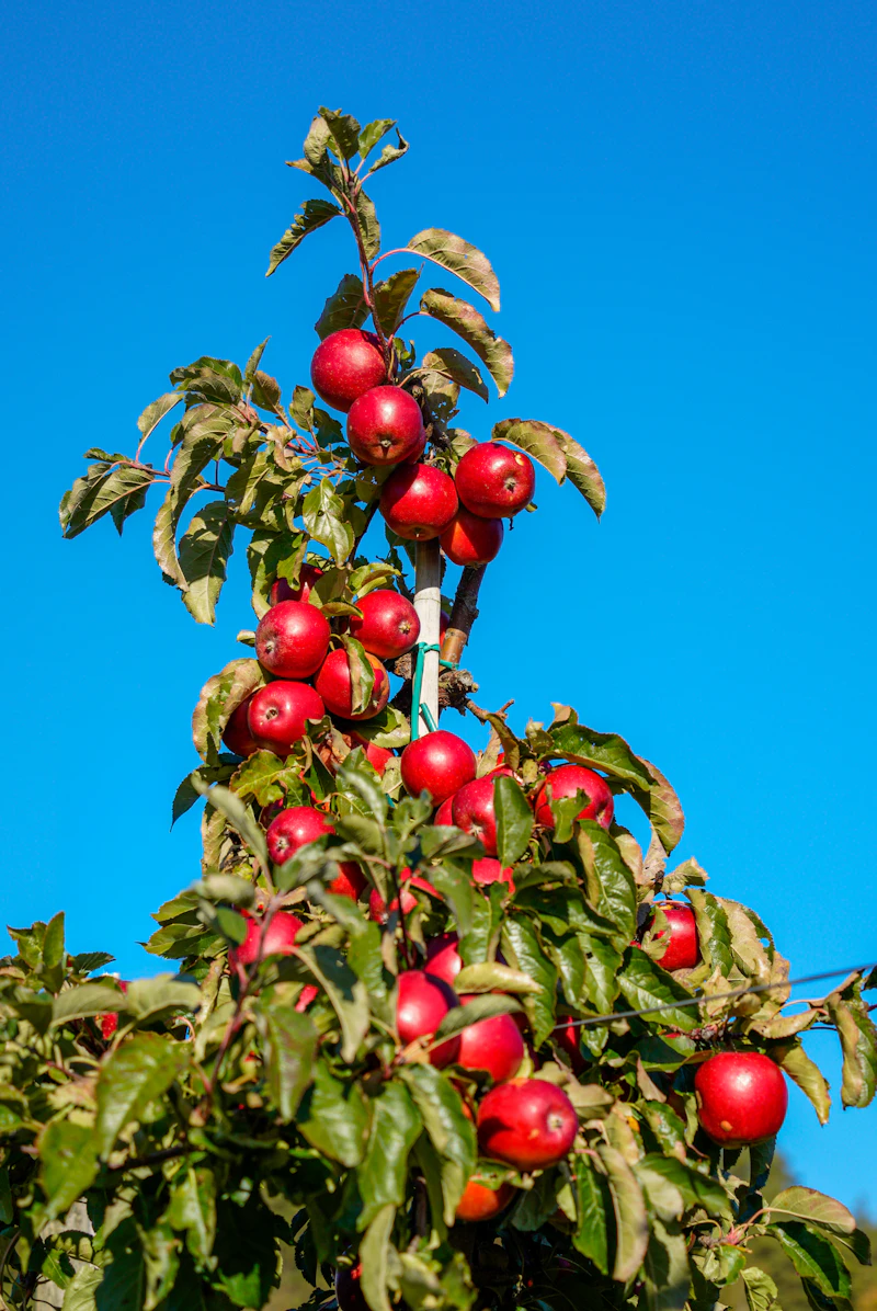 사과 꿈 해몽 15가지: 사과를 보는 꿈, 사과게임 하는 꿈 길흉화복 완전정복