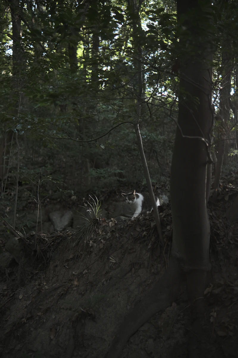 호랑이 꿈 해몽 15가지: 호랑이를 보는 꿈, 호랑이가 쫓아오는 꿈 길흉화복 완전정복