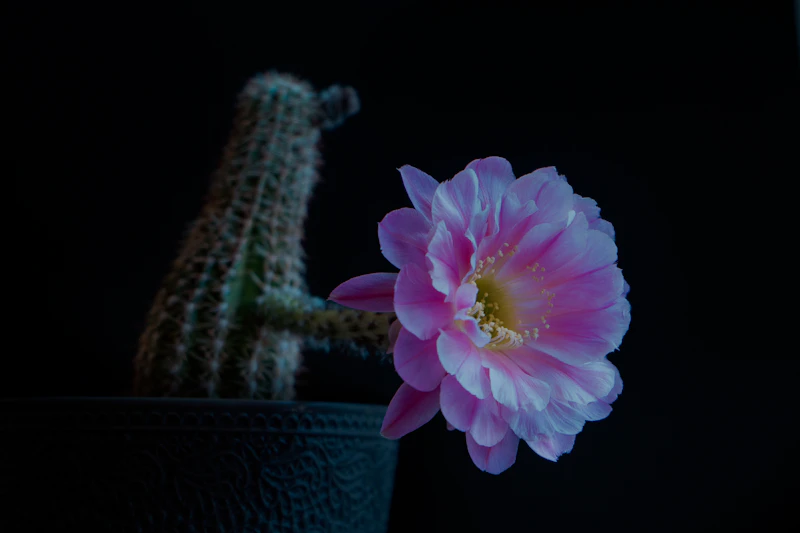 선인장