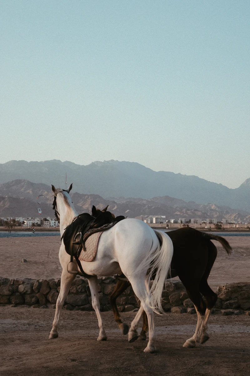 말 타는 꿈 해몽 15가지: 말 타는 꿈, 말 타는 사람 꿈 길흉화복 완전정복