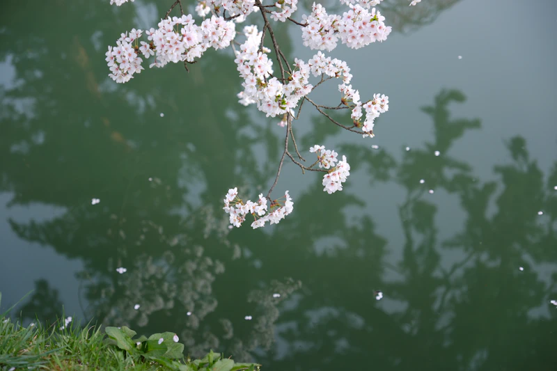 벚꽃