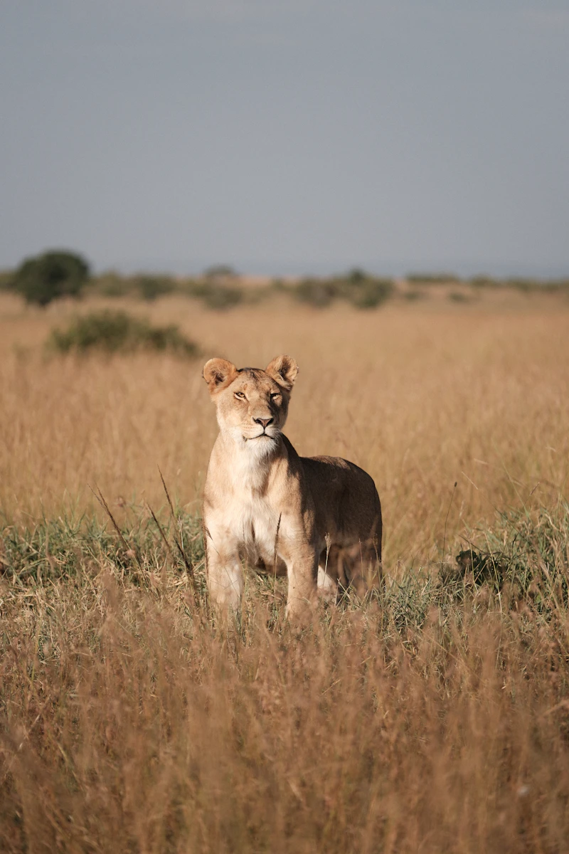 사자 꿈 해몽 15가지: 사자를 보는 꿈, 사자보이즈 꿈 길흉화복 완전정복