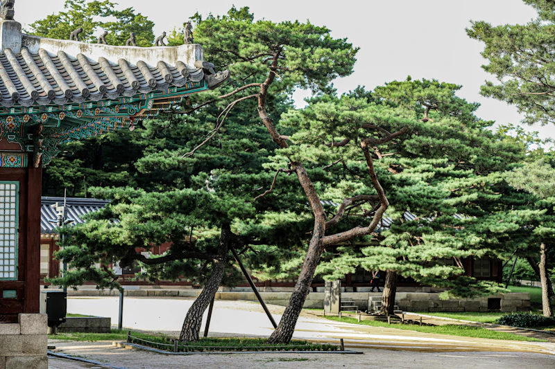 소나무