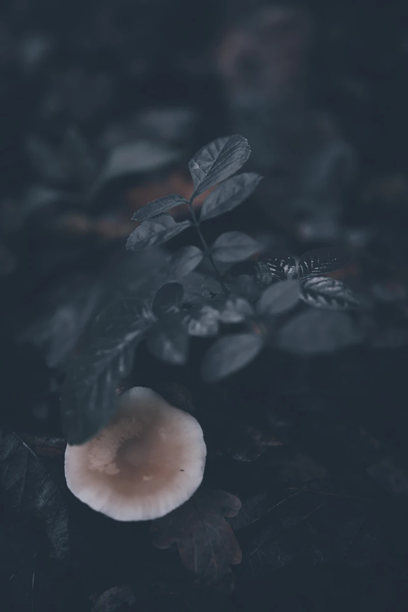 버섯
