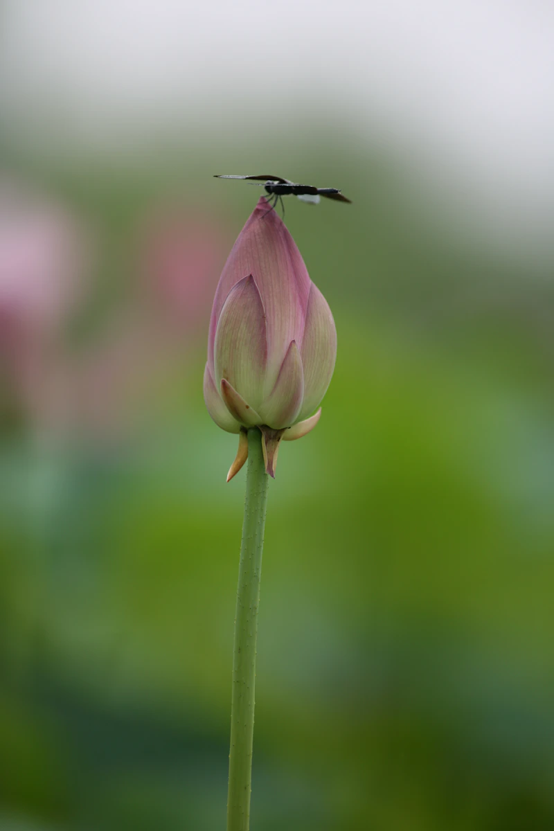연꽃
