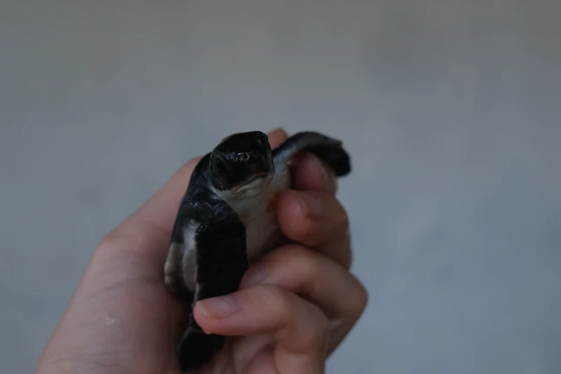 거북이