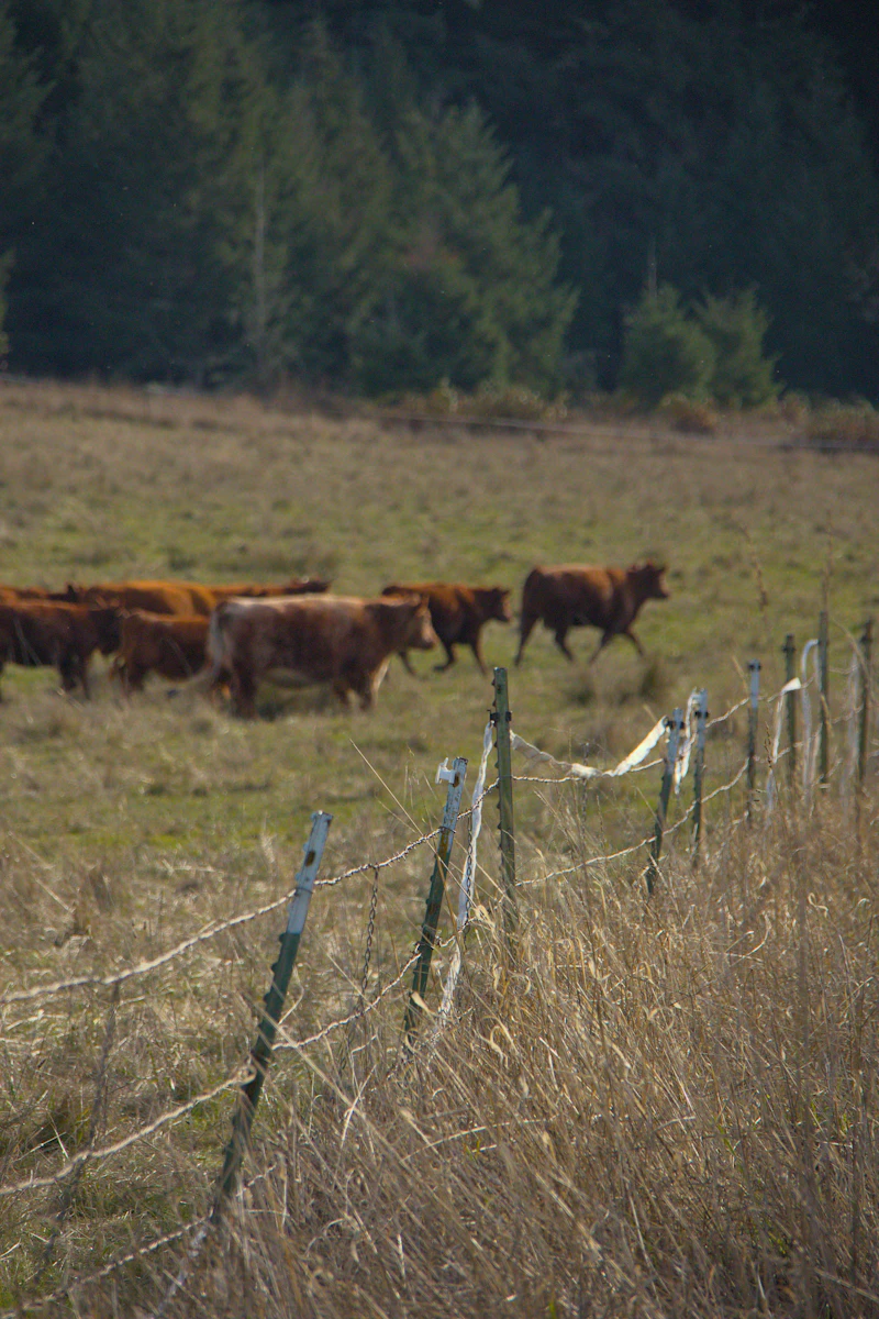소 꿈 해몽 15가지: 손흥민과 소를 보는 꿈, 소문난집에서 소를 기르는 꿈 길흉화복 완전정복