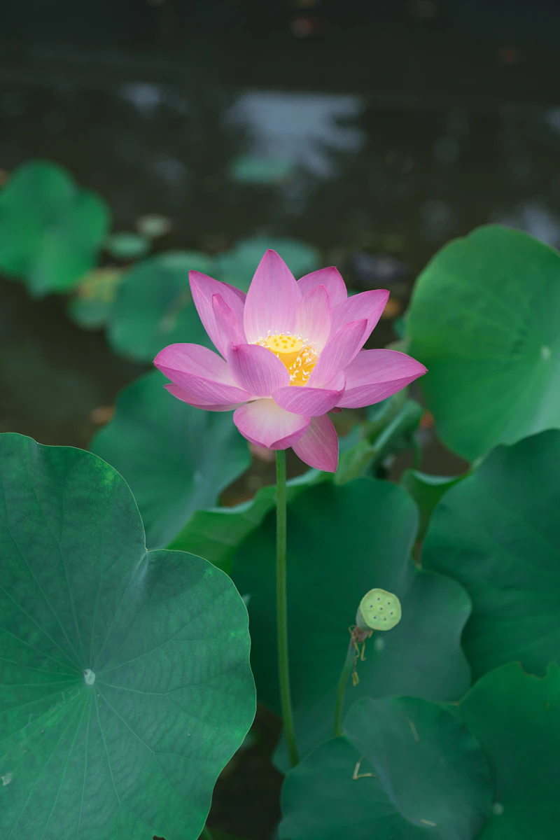 연꽃