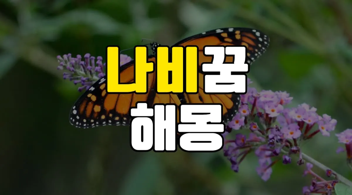 나비꿈 해몽 20가지 총정리